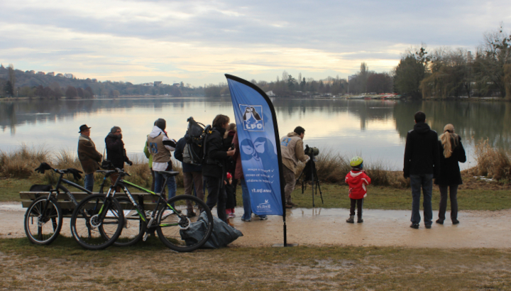 Comptage des oiseaux d’eau hivernants sur les bassins de Saint-Vit et d’Osselle